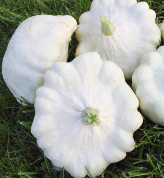 Super Seeds Bonetera Pattypan Peter Pan Pumpkin Pumpkin Patisson 30 Pcs