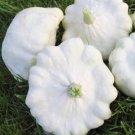 Super Seeds Bonetera Pattypan Peter Pan Pumpkin Pumpkin Patisson 30 Pcs