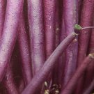 Super Seeds Jewish Violet Very Productive 25 Pcs Delicious