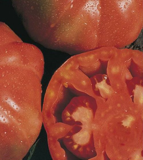 Super Seeds Montserrat Tomato 300 Pcs Orchard