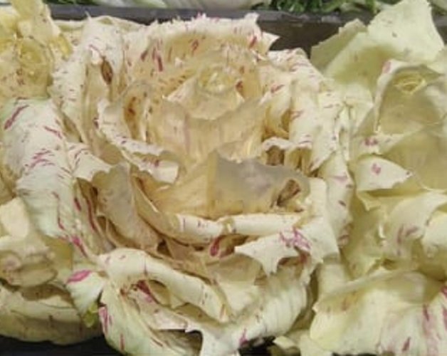 Super Seeds Chicory Intybus Endive Achicoria Variegata Castelfranco 200 Pcs