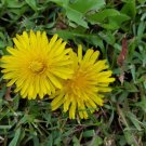 Super Seeds Edible Taraxacum Officinale Leon Tooth 1600 Pcs
