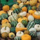 Super Seeds Varied Ornamental Pumpkins 60 Pcs Pumpkin
