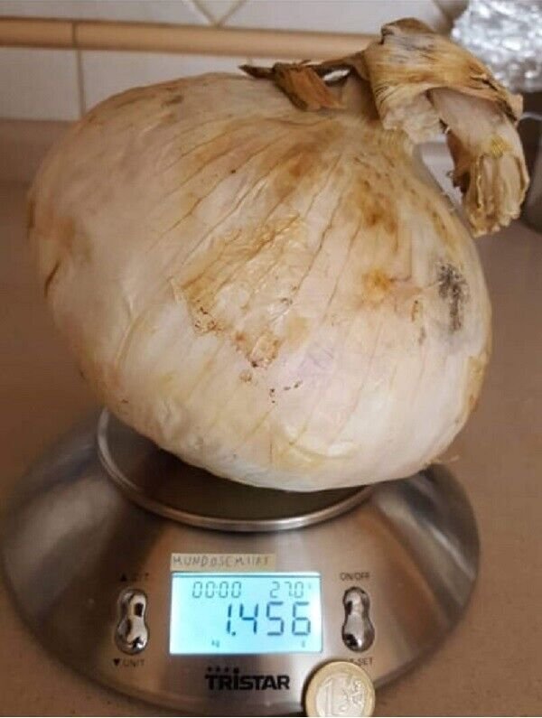 Super Seeds Giant Onion Record 3kg Weight 60 Pcs Great Flavor
