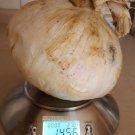 Super Seeds Giant Onion Record 3kg Weight 60 Pcs Great Flavor