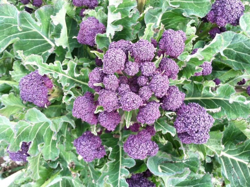Super Seeds Purple Broccoli Broccoli Violeta Broccoli 200 Pcs