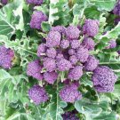 Super Seeds Purple Broccoli Broccoli Violeta Broccoli 200 Pcs