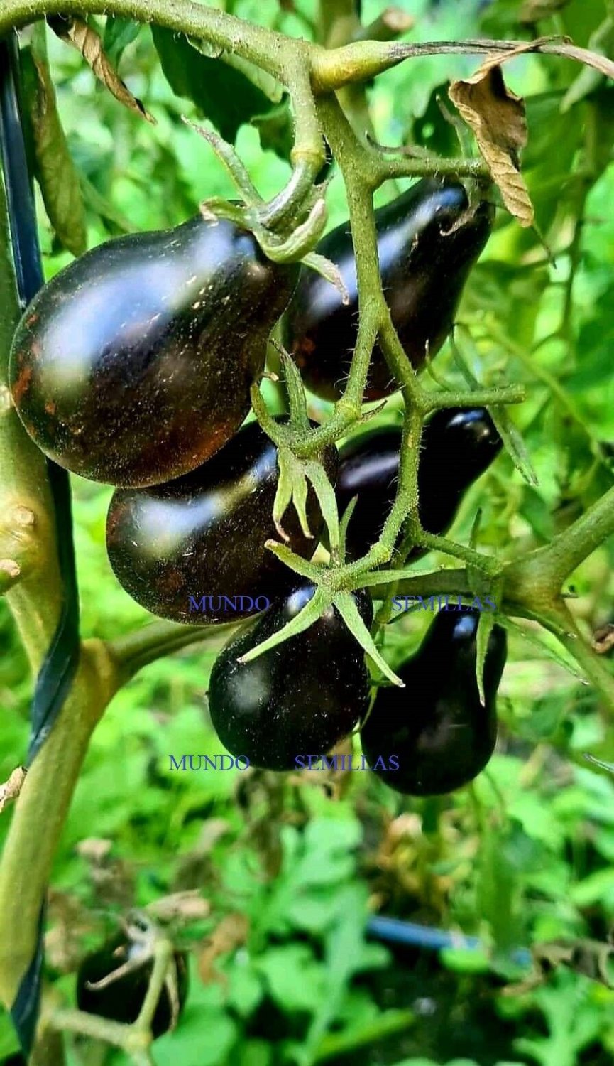 Super Seeds Garden Tomato Black Pear Tear Bulb Tomato 10 Pcs