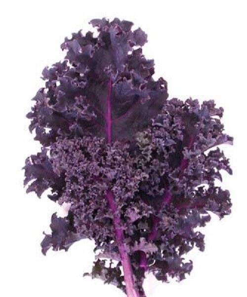Super Seeds Very Nutritious Winter Resistant Vegetable Kale Purple 300 Pcs