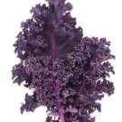 Super Seeds Very Nutritious Winter Resistant Vegetable Kale Purple 300 Pcs