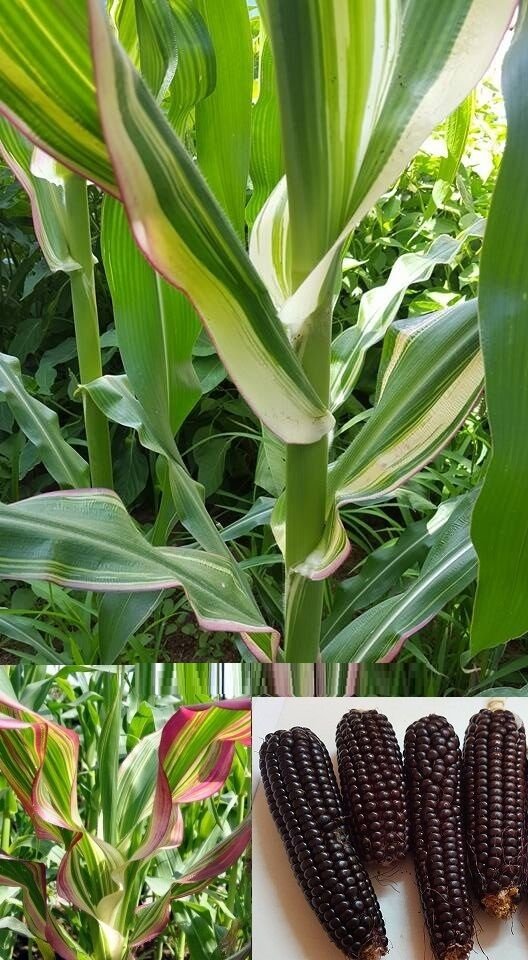 Super Seeds Leaves Black-Red Pineapple Corn Rainbow 15 Pcs