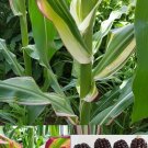 Super Seeds Leaves Black-Red Pineapple Corn Rainbow 15 Pcs
