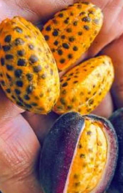 Super Seeds Ginger Renealmia Alpinia Oaxacan Purple Edible Fruit 5 Pcs