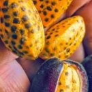 Super Seeds Ginger Renealmia Alpinia Oaxacan Purple Edible Fruit 5 Pcs