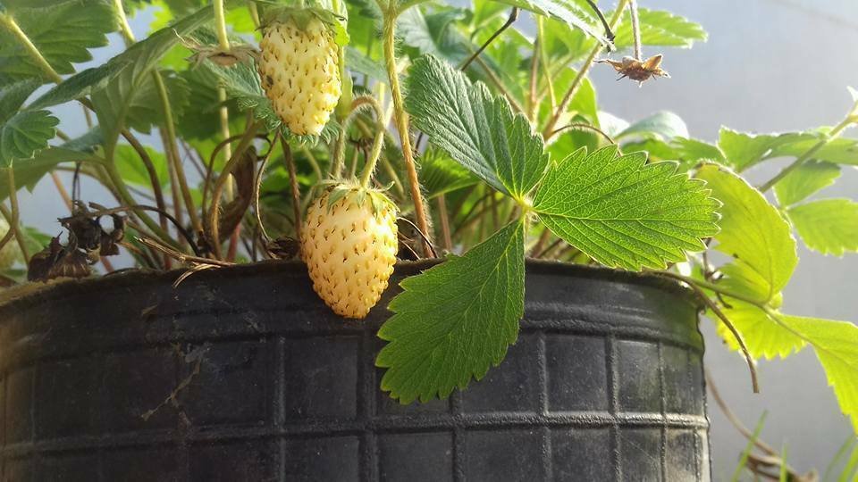 Super Seeds Very Sweet Yellow Strawberry Yellow Strawberries Fragaria 30 Pcs