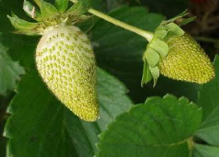 Super Seeds Pineapple Scented White Strawberry White Strawberries Fragaria 30 Pcs