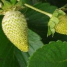Super Seeds Pineapple Scented White Strawberry White Strawberries Fragaria 30 Pcs