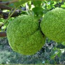 Super Seeds Maclura Pomifera Inedible Osage Orange 10 Pcs