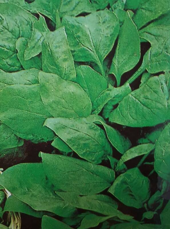 Super Seeds Giant Leaf Spinach 850 Pcs