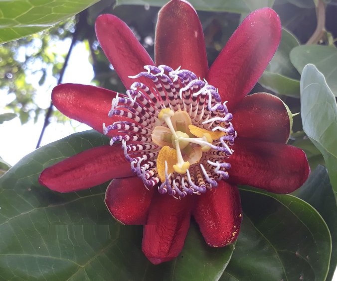 Super Seeds Passiflora Quadrangularis Giant Passion Fruit 7 Pcs
