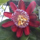 Super Seeds Passiflora Quadrangularis Giant Passion Fruit 7 Pcs