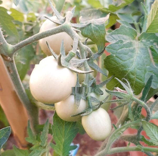 Super Seeds Asiatica Rare Seeds Tomato Egg White Variety 15 Pcs Garden