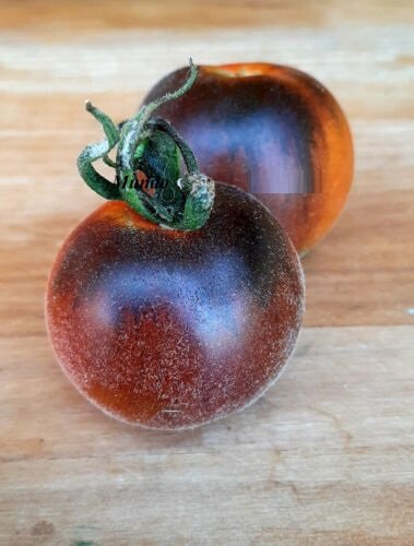 Super Seeds Var. Blue Tomato Rare Hairy Tomato 10 Pcs