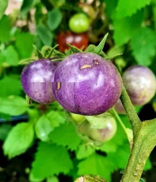 Super Seeds Var. Blue Tomato Forest Blue Amethyst Tomato 10 Pcs