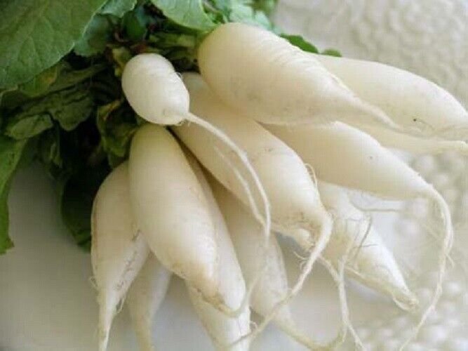 Super Seeds Ice White Daikon Alluggated Radish 200 Pcs Garden