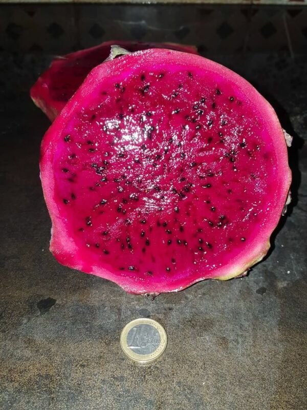 Super Seeds Giant Fruit Record +1kg - Pitahaya Pitaya Hylocereus 50 Pcs