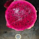 Super Seeds Giant Fruit Record +1kg - Pitahaya Pitaya Hylocereus 50 Pcs