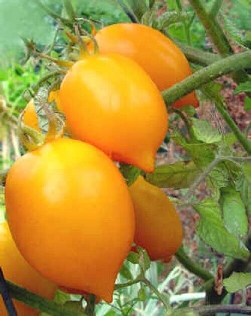 Super Seeds Tomato Lemon 15 Pcs Vegetable Garden