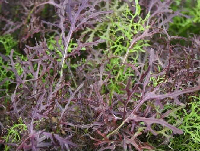 Super Seeds Mustard Flavored Spicy Japanese Vegetable Red Mizuna 300 Pcs