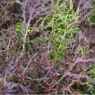 Super Seeds Mustard Flavored Spicy Japanese Vegetable Red Mizuna 300 Pcs