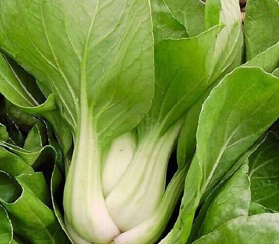 Super Seeds Chinese Cabbage Pak Choi 500 Pcs