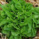 Super Seeds Spectacular Taste Baby Leaf Lechuga 500 Pcs