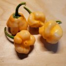 Super Seeds Trinidad Moruga Peach Extremely Hot Chili 10 Pcs