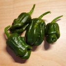 Super Seeds Havana Chili Always Green Famous Brazilian Chili 30 Pcs