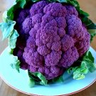 Super Seeds Purple Cauliflower 800 Pcs Best Variety