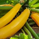 Super Seeds Yellow Gold Zucchini Very Good Flavor 20 Pcs
