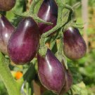 Super Seeds Blue Pear Tomato 20 Pcs Very Good Taste