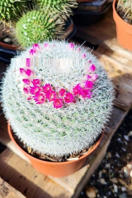 Super Seeds Mammillaria Backebergiana Cactus With Pink Flowers Fresh 20 Pcs