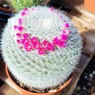 Super Seeds Mammillaria Backebergiana Cactus With Pink Flowers Fresh 20 Pcs