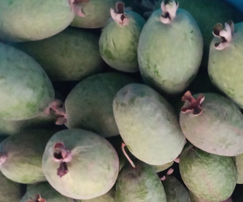 Super Seeds Guabo Pineapple From Brazil Acca Sellowiana Feijoa 15 Pcs