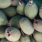 Super Seeds Guabo Pineapple From Brazil Acca Sellowiana Feijoa 15 Pcs