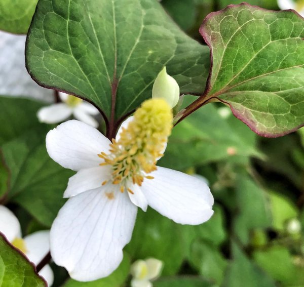 Super Seeds Houttuynia Cordata Fish Smelling Edible Grass 25 Pcs