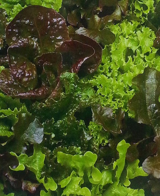Super Seeds Ettuce Garden 3000 Pcs Llettuce Blend