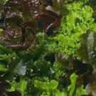 Super Seeds Ettuce Garden 3000 Pcs Llettuce Blend