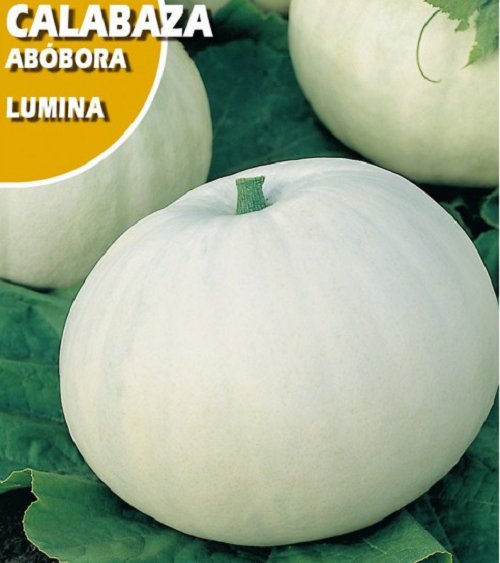 Super Seeds White Giant Pumpkin Variety Lumina Good Taste Garden 25 Pcs