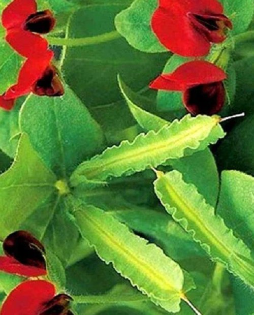 Super Seeds Tetragonolobus Purpureus 30 Pcs Of Pea With Winged Fruit Lotus Bocha